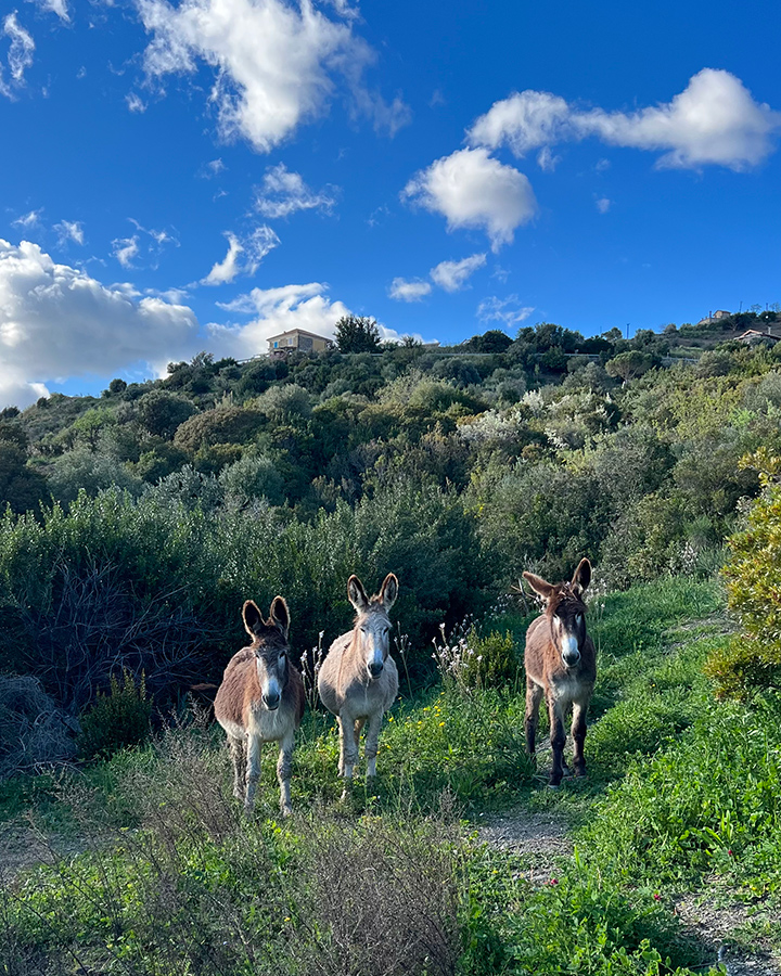 Asinelli alla Tenuta degli Eremi